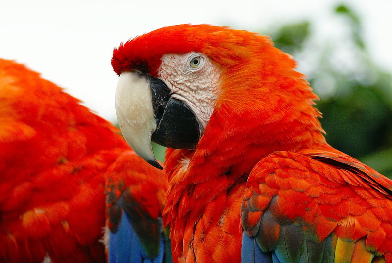 beak, multi Colored, scarlet, pets, nature, essex, red, birds, macaw, parrot, 720P, wildlife, colchester  zoo, Parrots, animal, scarlet macaw, bird