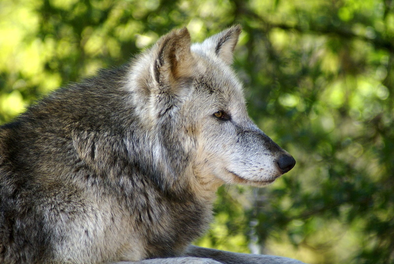 gray, colchester  zoo, animal, tigers, gray Wolf, wildlife, animals In The Wild, 720P, forest, nature, Wolves, Colchester Zoo, wolf, mammal, fur, carnivore