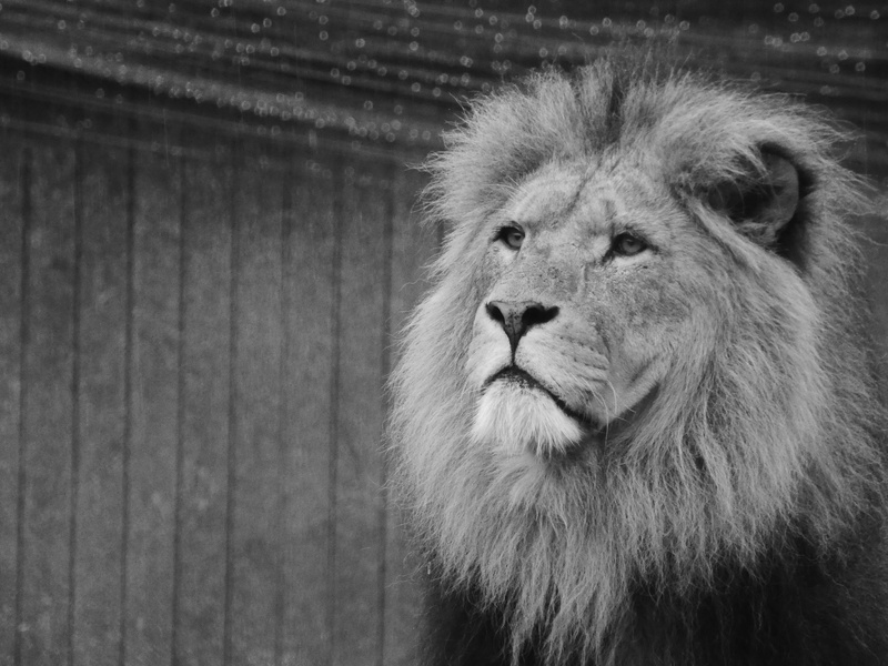 primate, focus on foreground, close-up, white, looking, zoo, animal, cat, lion, mammal, animal wildlife, feline, monochrome, day, animal body part, black