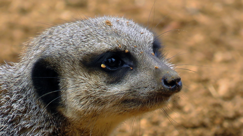 mongoose family, animals In The Wild, close up, animal themes, zoo animal, no people, animal body part, eyes, animal photo, animal head, profile view, focus on foreground
