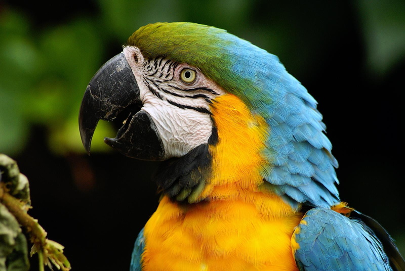 macro, Parrots, nature, pets, 720P, macro photography, colchester  zoo, yellow, photography, feather, beak, tropical Climate, wildlife, bird, macaw, animal