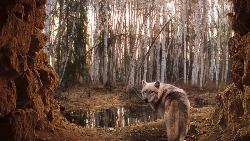 timber wolf, red wolf, animals, hyena, wild dog, canine, wolf, animal, mammal, 1080P, black