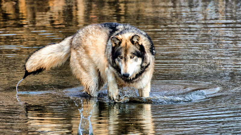predator, big cat, animals, canine, fur, leo, cat, timber wolf, cute, lion, wildlife, mammal, carnivore, wolf, wild, feline, animal, 1080P, grass, studio