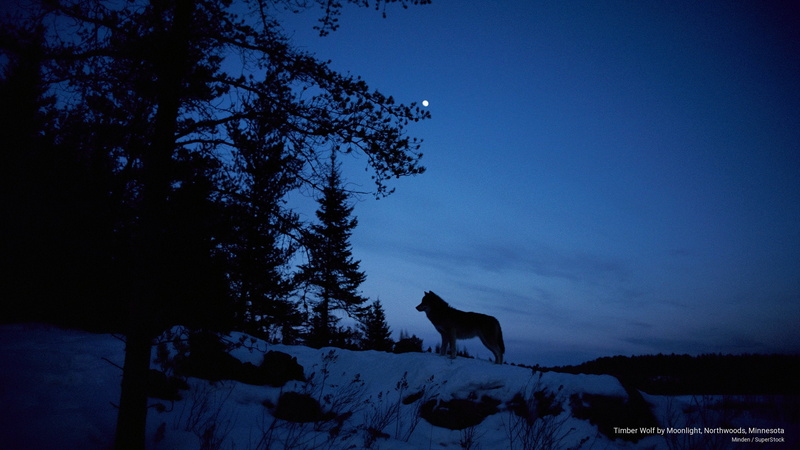 timber, moonlight, minnesota, 2K, northwoods, wolf, Animals