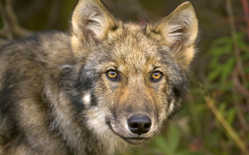 gray Wolf, focus on foreground, nature, looking, timber, one animal, portrait, animal wildlife, front view, vertebrate, dog, sight, looking at camera, wildlife
