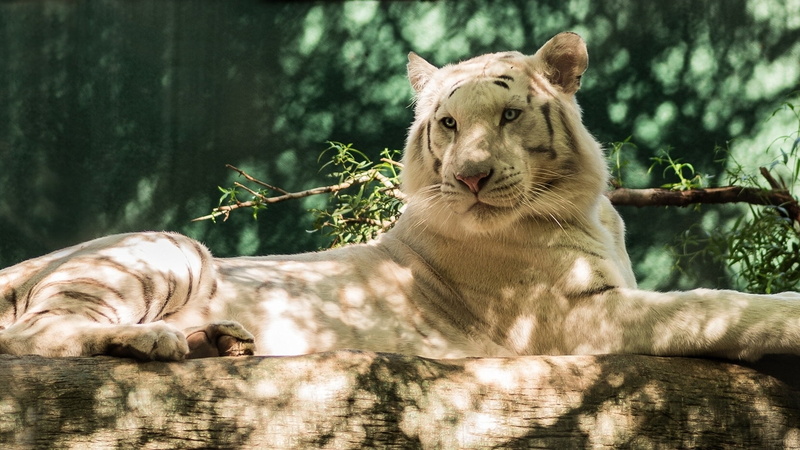 feline, animal Head, resting, outdoors, big Cat, animal wildlife, nature, danger, striped, day, carnivore, animal, vertebrate, mammal, undomesticated Cat
