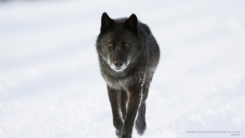 banff, black, wolf, Animals, wild, national, alberta, timber, park, 2K
