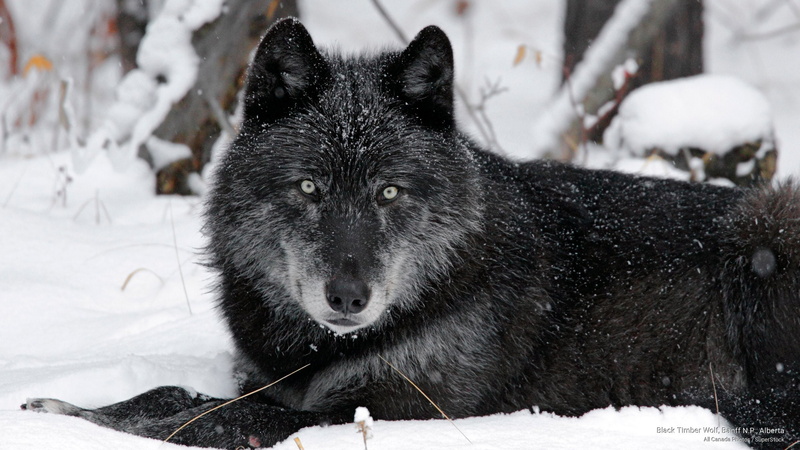Animals, wolf, alberta, timber, black, banff, p, n, 2K