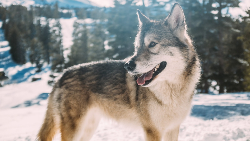 cold temperature, no people, pets, land, wild animal, timber wolf, dog, mammal, nature, mouth open, wilderness, 4K, focus on foreground, snow, animal