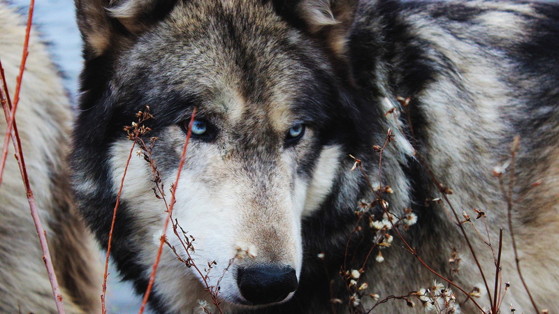 african hunting dog, canine, 1080P, scottish deerhound, hunting dog, norwegian elkhound, timber wolf, animal, wild dog, animals, black, dog, wolf, hound