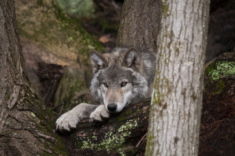 predator, timber, day, no people, one animal, animal, portrait, outdoors, plant, fur, animal head, animals in the wild, woods, animal themes, wolf, wildlife