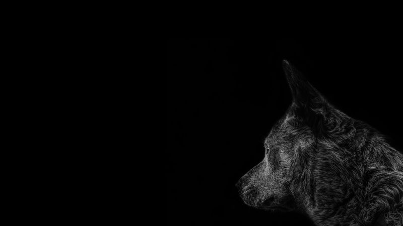 animal themes, indoors, mammal, copy space, herbivorous, pets, black background, wild animal, black, 5K, vertebrate, dog, animal photography, portrait