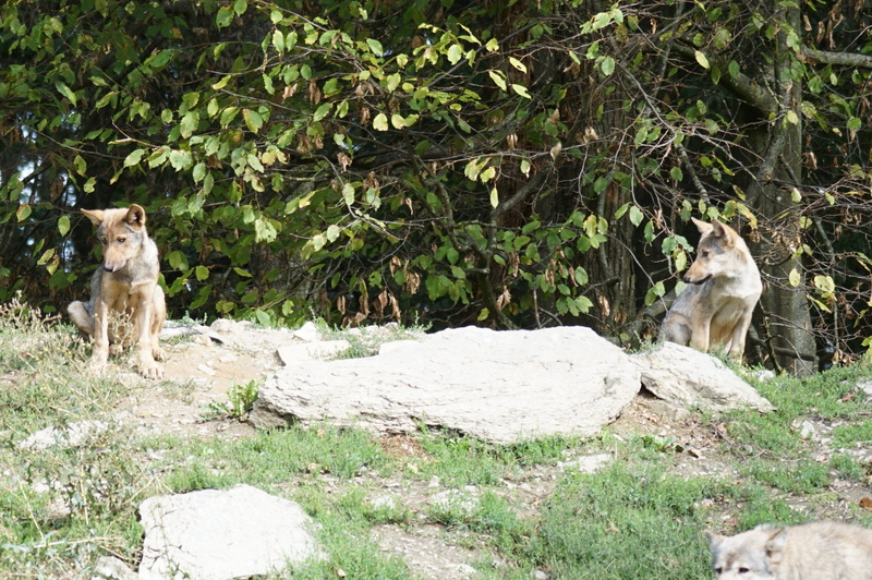 group of animals, mammal, pets, animal wildlife, vertebrate, lioness, solid, domestic animals, outdoors, rock, no people, timber wolves, animal, puppies