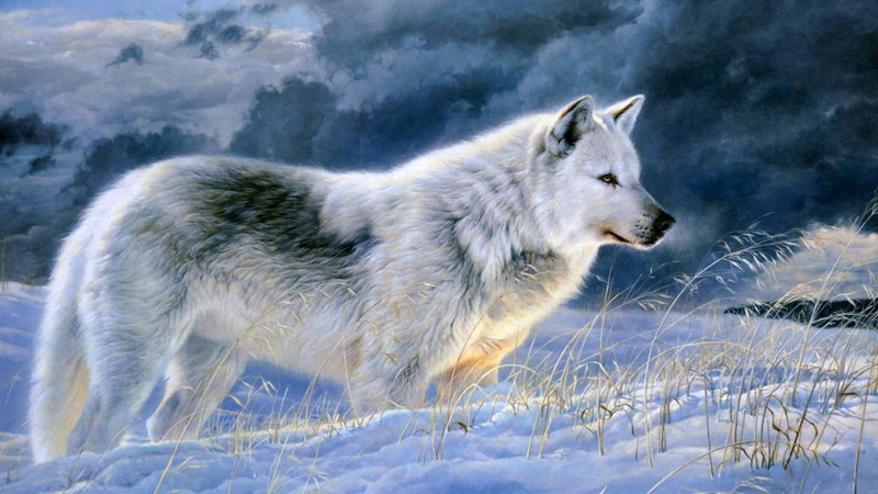 white wolf, mammal, wolf, timber wolf, canine, animal, 1080P, coyote, animals