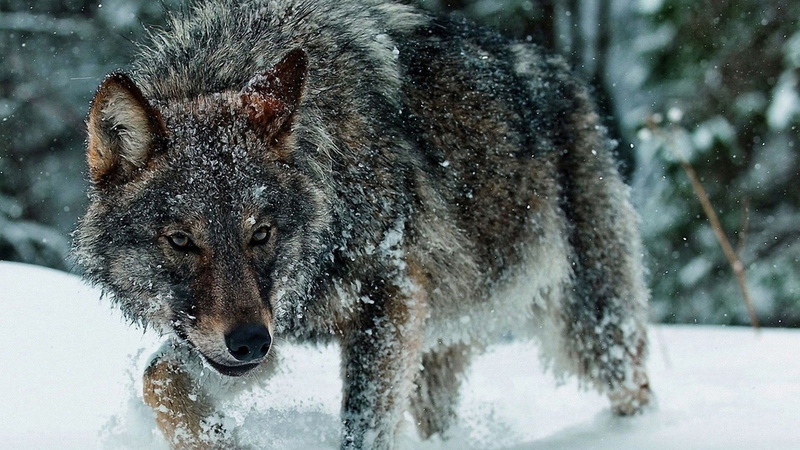 coyote, timber wolf, 1080P, mammal, canine, wolf, animal, animals