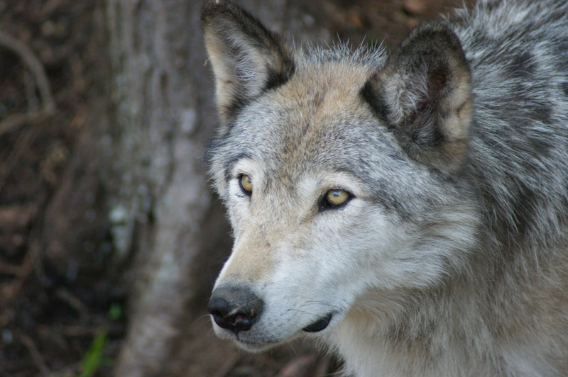 timber, predator, day, animal wildlife, grey, looking, 4K, animal head, close-up, animals in the wild, portrait, focus on foreground, animal, one animal