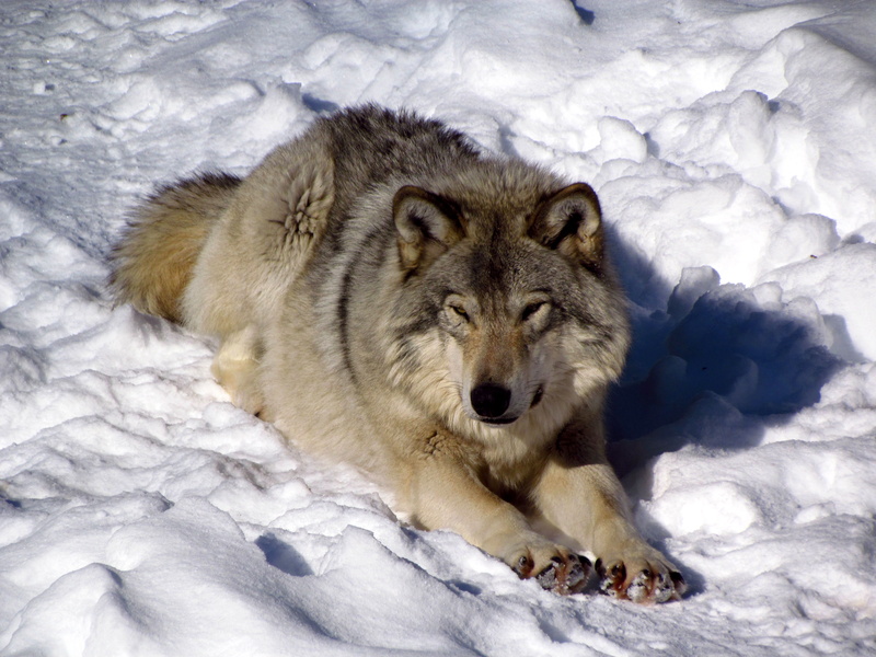 wolf, snow, timber, wolves, north, american, winter, 4K