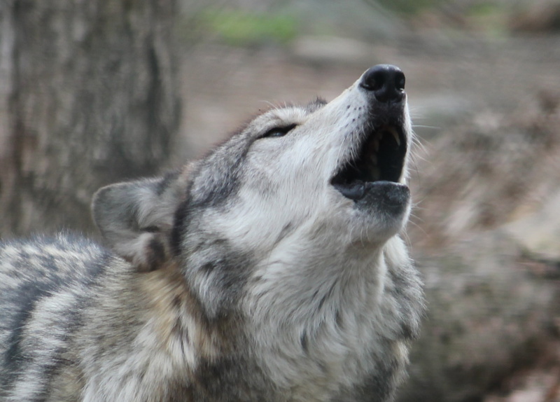 closeup photography, carnivore, howling_wolf, nature, closeup, brown, animals In The Wild, timber  wolf, animal, gray Wolf, white, wildlife, mammal, wolf