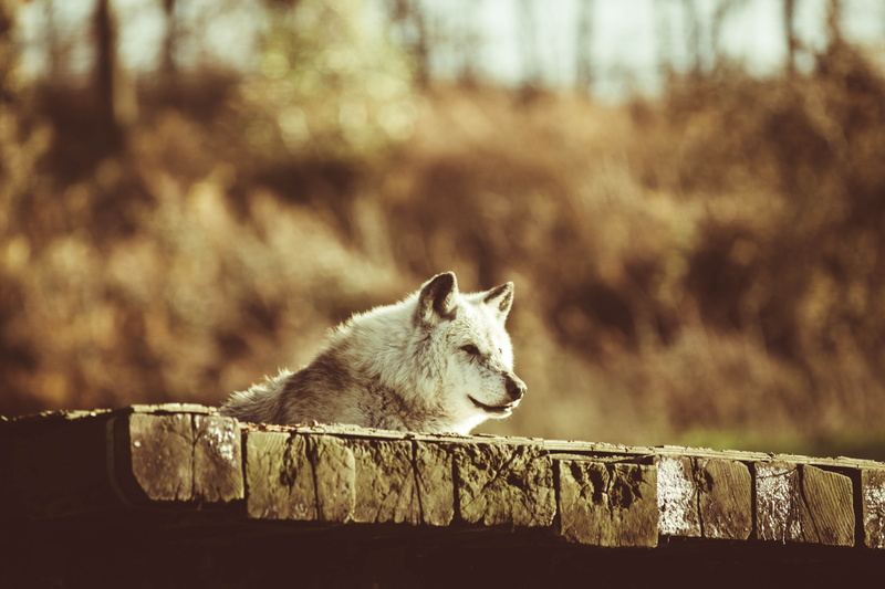 relaxation, wolf, resting, carnivore, animals in the wild, canadian timber wolf, looking, 5K, day, predator, furry, one animal, mammal, dog, watchful