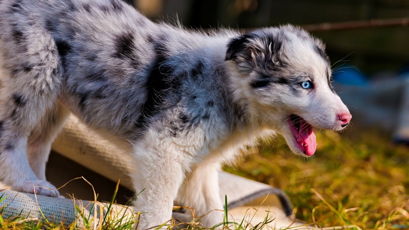 dog, close-up, focus on foreground, pets, animal, looking, 1080P, day, animals, keeshond, timber wolf, animal head, canine, domestic, grass, animal themes