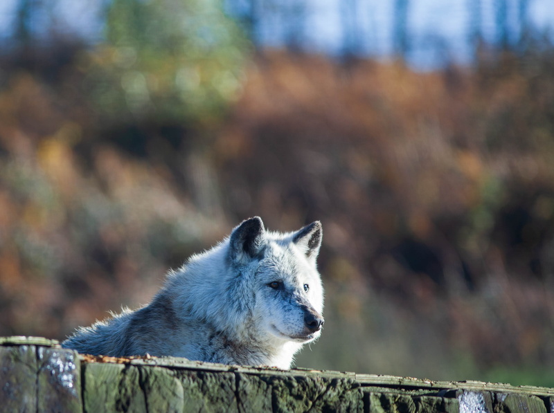 wildlife, animal themes, watchful, portrait, pets, no people, furry, hunter, land, animals in the wild, vertebrate, canadian timber wolf, 4K, wolf, one animal