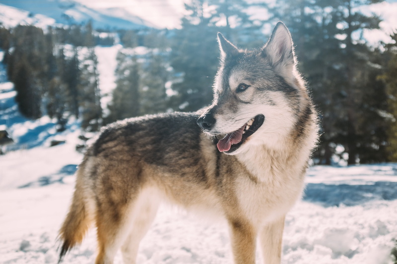 siberian husky, forest, canine, one Animal, purebred Dog, outdoors, dog, day, cold temperature, pet, no people, winter, animal themes, cold - Temperature