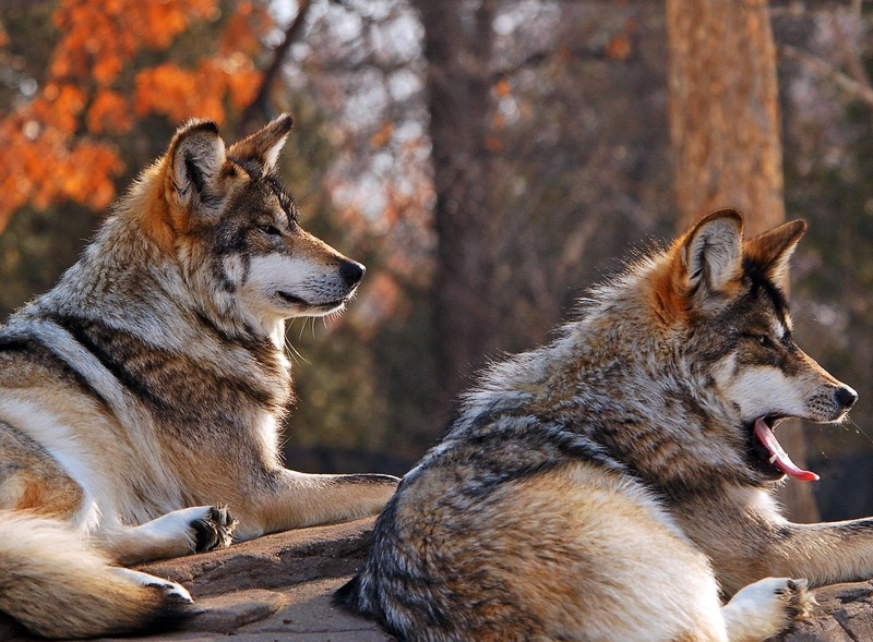 wildlife, animal wildlife, black, tree, outdoors, group of animals, dog, vertebrate, wolf, looking, 720P, friendship, wolves, mammal, two animals, purebred Dog