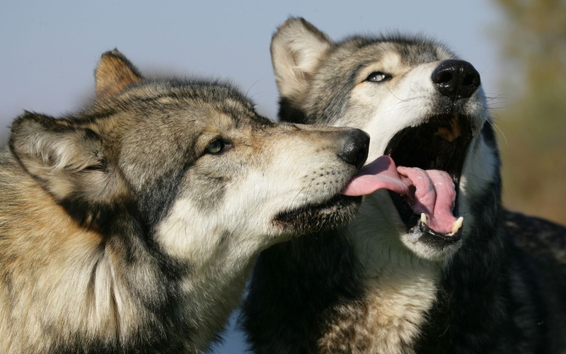 aggression, snarling, close-up, outdoors, vertebrate, 720P, domestic animals, mammal, wildlife, animal Head, animal Teeth, animal themes, animal, friendship