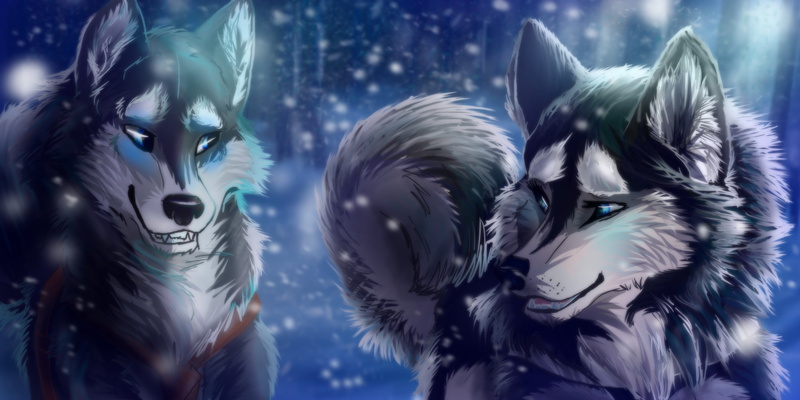 silver colored, animal wildlife, animals in the wild, outdoors, two, animal themes, reflection, 4K, wolf, carnivore, animal, feather, art and craft, animals