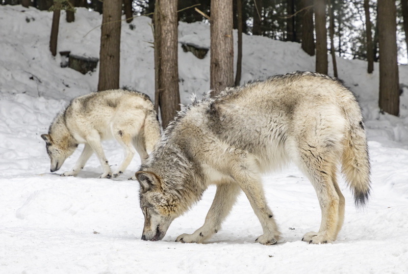 wolf, winter, white color, day, animal, field, herbivorous, vertebrate, wolves, outdoors, two, cold temperature, 4K, nature, mammal, two animals, group of animals