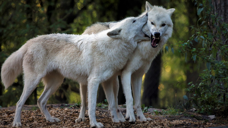 wolves, face, fangs, 4K, mouth, polar, look, roar, two, the dark background, evil, grin, two wolves, trees, white, pose, background, forest, wolf, the game