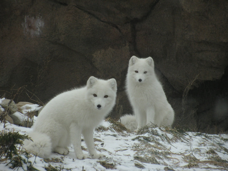 environment, pack, animal, group of animals, two animals, white, wolves, animals in the wild, portrait, arctic, 2K, vertebrate, friendly, cold temperature