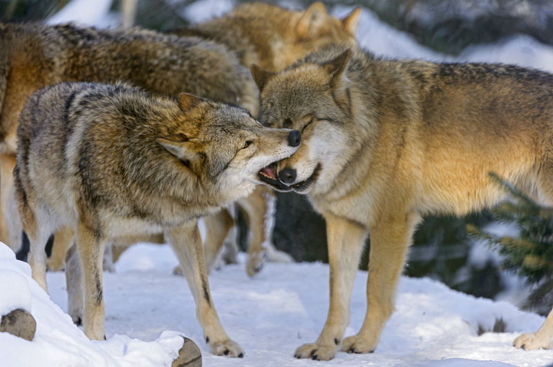 vertebrate, day, cold temperature, the game, animals in the wild, animal wildlife, 1080P, togetherness, no people, two animals, ©Tambako The Jaguar, focus on foreground