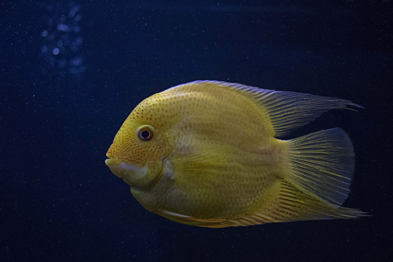diving, marine, animals in the wild, coral, single, water, color, nature, scales, close, saltwater fish, vertebrate, one animal, photography, animal themes