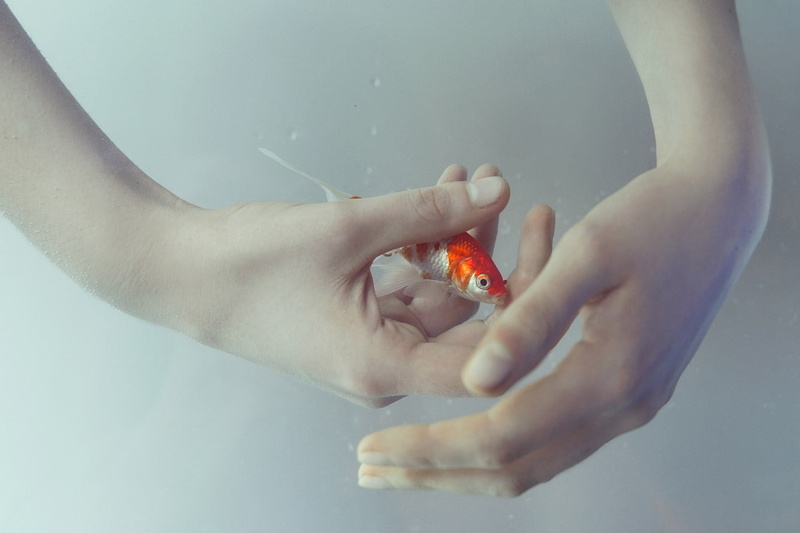 body part, Origin, holding, nature, golden, offspring, one person, marta bevacqua, underwater, fish, sea, food, healthy eating, orange, indoors, hand, orange color
