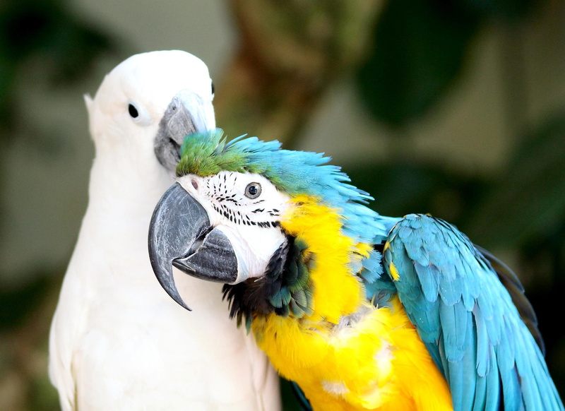 birds, animal, 1080P, animals, bird, two, parrots