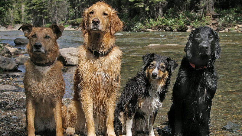 furry, packs, 1080P, animals, nature, puppies, dogs, friends, wet dogs, wet, pets
