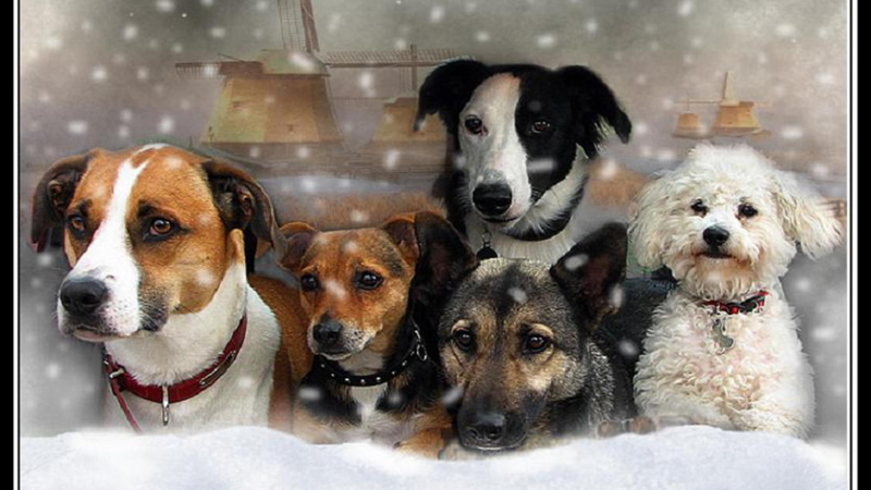 animals, pack, nature, dogs, puppies, 1080P, pets, wolves, snow