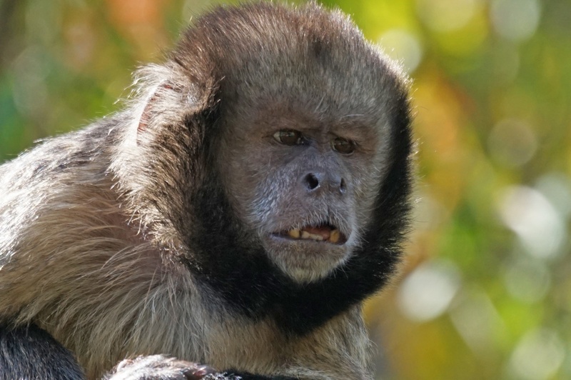looking, tropical Rainforest, one animal, animal wildlife, animals In The Wild, monkey, animal, hair, animal hair, 2K, nature, alpha dog, close-up, vertebrate