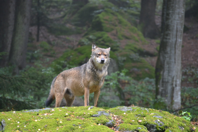 plant, day, nature, moss, animal, 4K, land, gray, predator, wild, domestic, tree, daytime, mammal, no people, covered, alpha dog, looking at camera, canis lupus