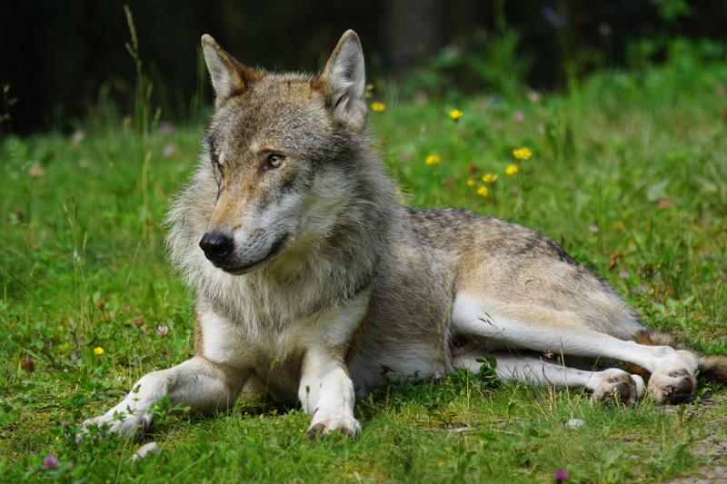 vertebrate, relaxation, carnivore, fur, dog, puppy, brown, no people, wild Dog, forest, junghund, field, predator, medium, animal, wolf, grass, 5K, looking