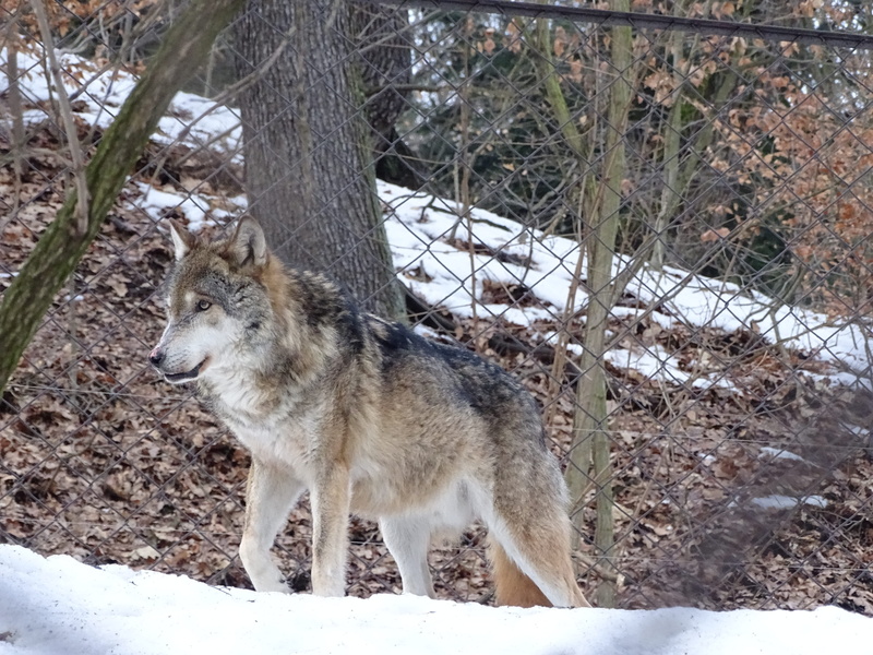 field, gray, day, beast, outdoors, siberian, the zoological garden, dangerous, vertebrate, wolf, winter, predator, one animal, animals in the wild, 5K