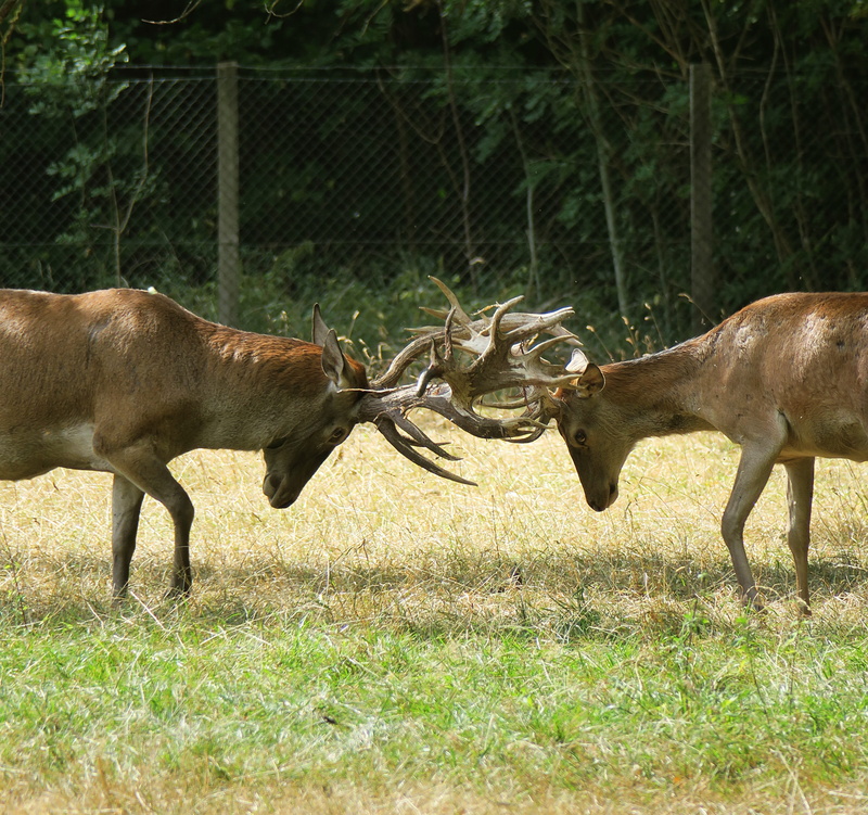 nature, animal themes, male, animal wildlife, domestic animals, alpha dog, hirsch, animals in the wild, grass, wild animals, mammal, field, antler, no people