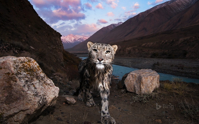 no people, pets, animal, 1080P, rock, big cat, day, sky, mountain, animals in the wild, rock - object, bing, leopard, animal themes, snow, solid, one animal