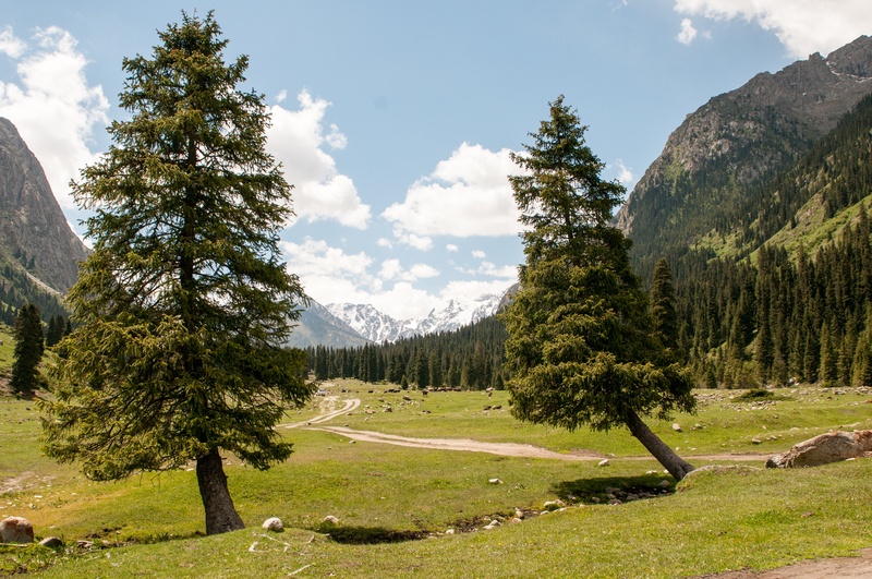 forest, nature, day, mountains, blue, cloud - sky, growth, landscape, pine tree, grass, tranquil scene, branch, coniferous tree, needles, clouds, plant