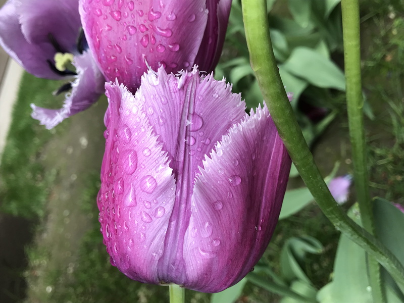 4K, drop, freshness, petal, water, beauty in nature, close-up, flower head, raindrop, springtime, vulnerability, growth, inflorescence, focus on foreground