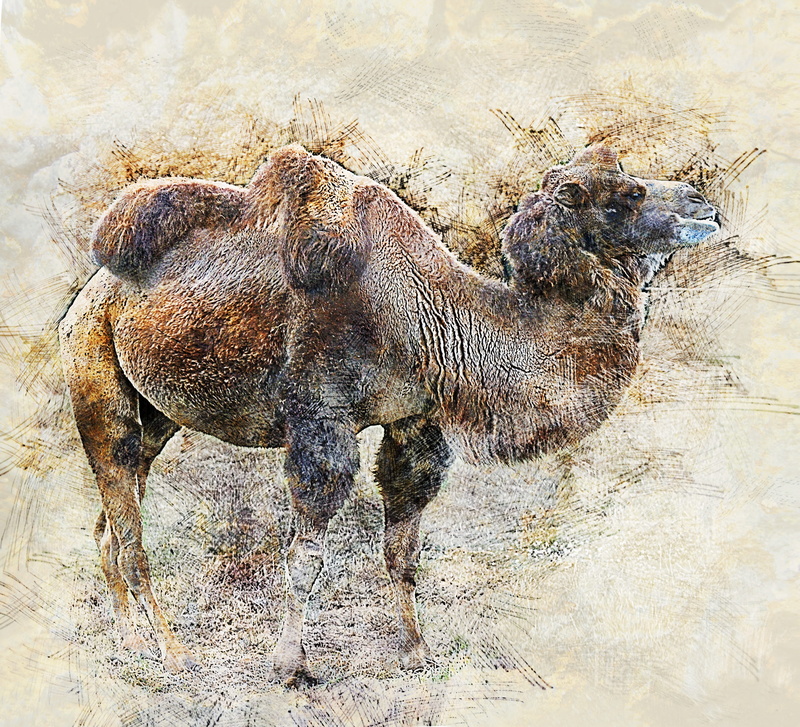 animal themes, the head of a camel, mozolenogoe animal, animals, lips, animal wildlife, desert, safari, desert animals, closeup, mammal, group of animals