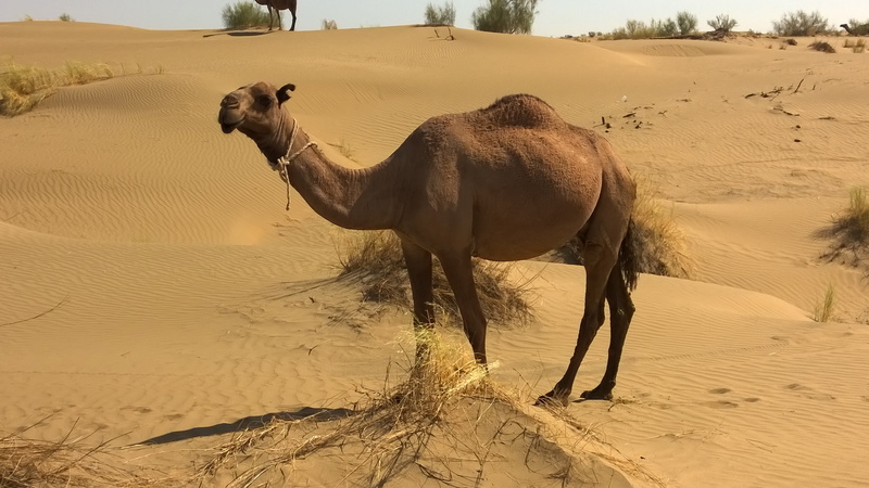 vertebrate, day, animal wildlife, mammal, no people, desert animals, 2K, landscape, animal, environment, one animal, climate, nature, herbivorous, desert