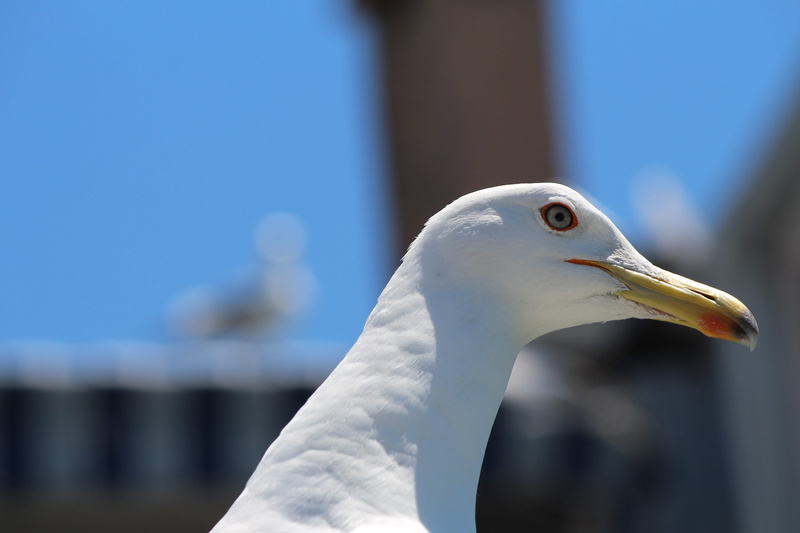 fly, animal wildlife, close-up, animals in the wild, animal portrait, side view, animal themes, one animal, beak, vertebrate, bird, gull bird, day, white color
