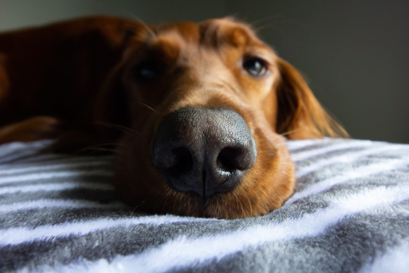 winter, animal body part, domestic animals, dog, snout, animal, indoors, mammal, stripes, somber, red, hairy, serious, nose, tired, eyes, small, domestic